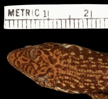 Media type: image;   Herpetology R-47067 Aspect: head dorsal